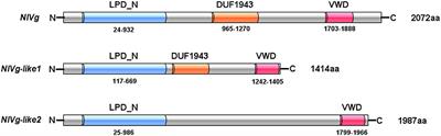 Vitellogenin and Vitellogenin-Like Genes in the Brown Planthopper